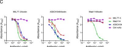 Fig.1.C showing Flow cytometry/Cell sorting in a Homo sapiens (Human) sample from the publication: Afucosylated anti-EBOV antibody MIL77-3 engages sGP to elicit NK cytotoxicity.