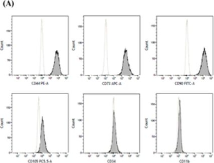 Fig.1.A showing Flow cytometry/Cell sorting from the publication: Umbilical Cord Mesenchymal Stromal Cell-Derived Exosomes Rescue the Loss of Outer Hair Cells and Repair Cochlear Damage in Cisplatin-Injected Mice.