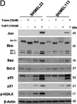 Fig.3.D showing Western Blotting from the publication: Augmenting MEK inhibitor efficacy in BRAF wild-type melanoma: synergistic effects of disulfiram combination therapy.