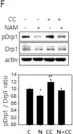 Fig.3.L showing Western Blotting from the publication: Nicotinamide Treatment Facilitates Mitochondrial Fission through Drp1 Activation Mediated by SIRT1-Induced Changes in Cellular Levels of cAMP and Ca2.