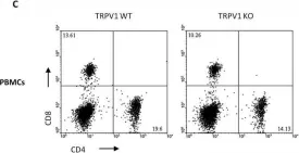 Fig.7.C showing Flow cytometry/Cell sorting from the publication: The TRPV1 ion channel regulates thymocyte differentiation by modulating autophagy and proteasome activity.