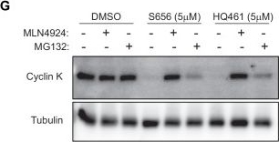 Fig.2.G showing Western Blotting from the publication: DDB1 engagement defines the selectivity of S656 analogs for cyclin K degradation over CDK inhibition.