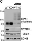 Fig.3.C showing Western Blotting from the publication: AMPK-dependent phosphorylation of MTFR1L regulates mitochondrial morphology.