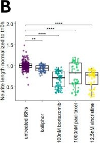Fig.4.B from the publication: Human iPSC-Derived Dorsal Root Ganglion Organoid Modeling of Chemotherapy-Induced Peripheral Neuropathy.