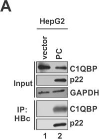 Fig.2.A showing Western Blotting in a Homo sapiens (Human) sample from the publication: HBV p22-interacting protein C1QBP inhibits viral replication through impeding nucleocapsid formation and nuclear import.