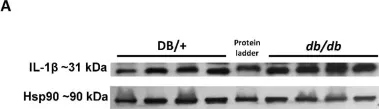 Fig.5.A showing Western Blotting in a Mus musculus (House mouse) sample from the publication: Systemic Administration of Pegylated Arginase-1 Attenuates the Progression of Diabetic Retinopathy.