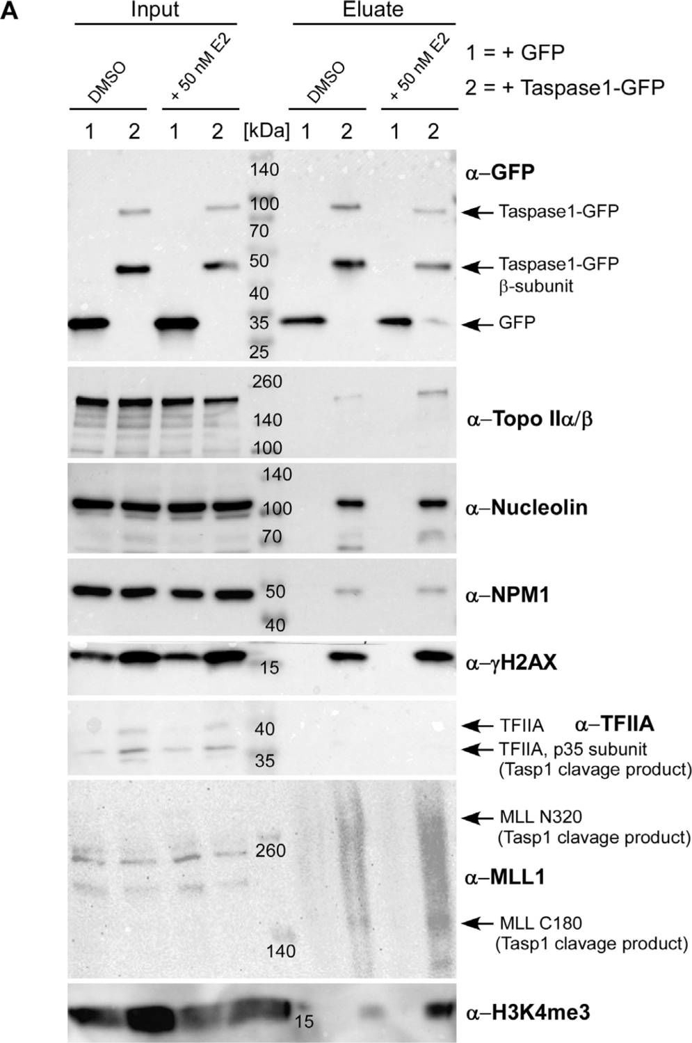 Fig.3.A showing Western Blotting in a Homo sapiens (Human) sample from the publication: Taspase1 Facilitates Topoisomerase IIβ-Mediated DNA Double-Strand Breaks Driving Estrogen-Induced Transcription.