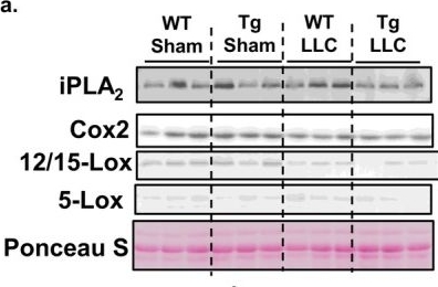 Fig.6.A showing Western Blotting in a Mus musculus (House mouse) sample from the publication: Phospholipid Glutathione Peroxidase Overexpression Mitigates Cancer Cachexia by Protecting Muscle Mass and Lowering Inflammation.