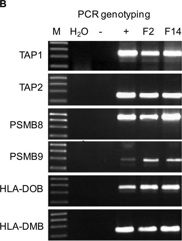 Fig.1.B showing Western Blotting in a Homo sapiens (Human) sample from the publication: Improved Transgenic Mouse Model for Studying HLA Class I Antigen Presentation.