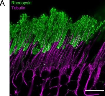 Fig.7.A showing Immunohistochemistry-immunofluorescence from the publication: Glutamylation imbalance impairs the molecular architecture of the photoreceptor cilium.