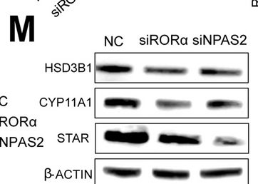 Fig.5.M showing Western Blotting from the publication: Unique Sertoli cell adaptations support enhanced spermatogenesis in chickens.