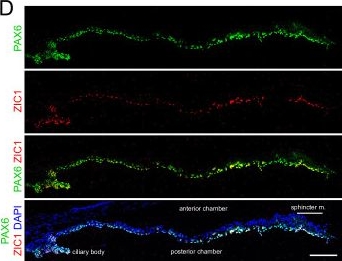 Fig.4.D showing Immunohistochemistry-immunofluorescence from the publication: A transcriptome atlas of the mouse iris at single-cell resolution defines cell types and the genomic response to pupil dilation.