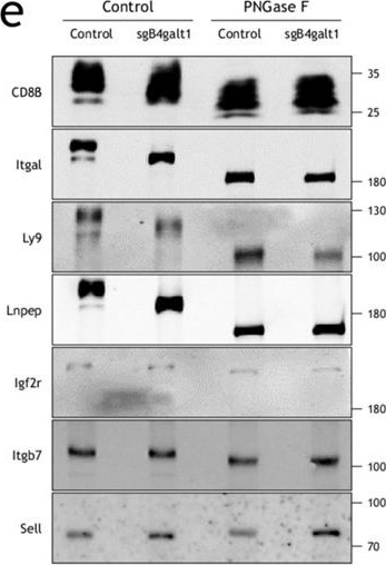 Fig.5.E showing Western Blotting in a Mus musculus (House mouse) sample from the publication: Ex vivo and in vivo CRISPR/Cas9 screenings identify the roles of protein N-glycosylation in regulating T-cell activation and functions.