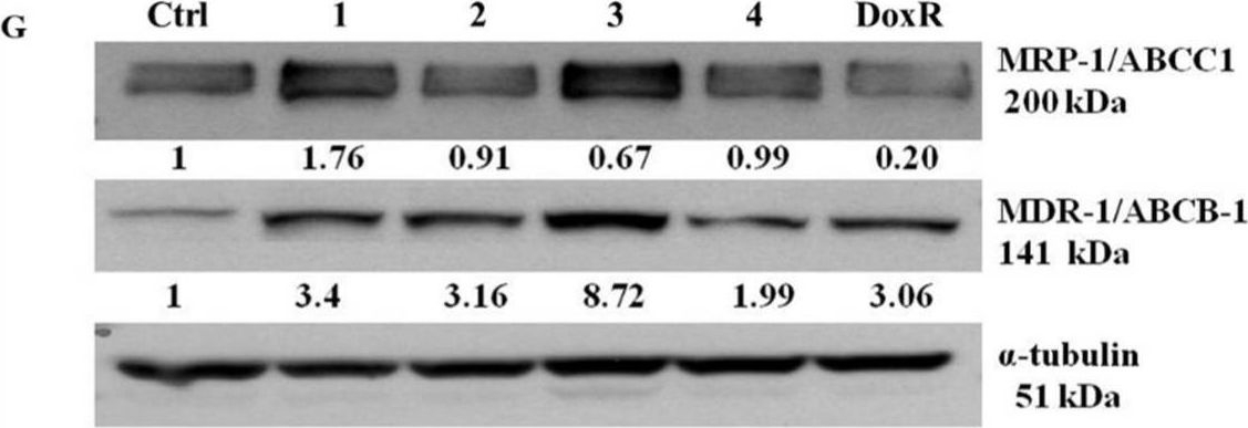 Fig.3.G showing Western Blotting in a Homo sapiens (Human) sample from the publication: The Long-Term DEHP Exposure Confers Multidrug Resistance of Triple-Negative Breast Cancer Cells through ABC Transporters and Intracellular ROS.