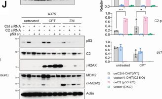 Fig.4.J showing Western Blotting in a Mus musculus (House mouse) sample from the publication: Reciprocal compensation of caspase-2 and p53 regulates the DNA damage response in HCT116 colon cancer cells.