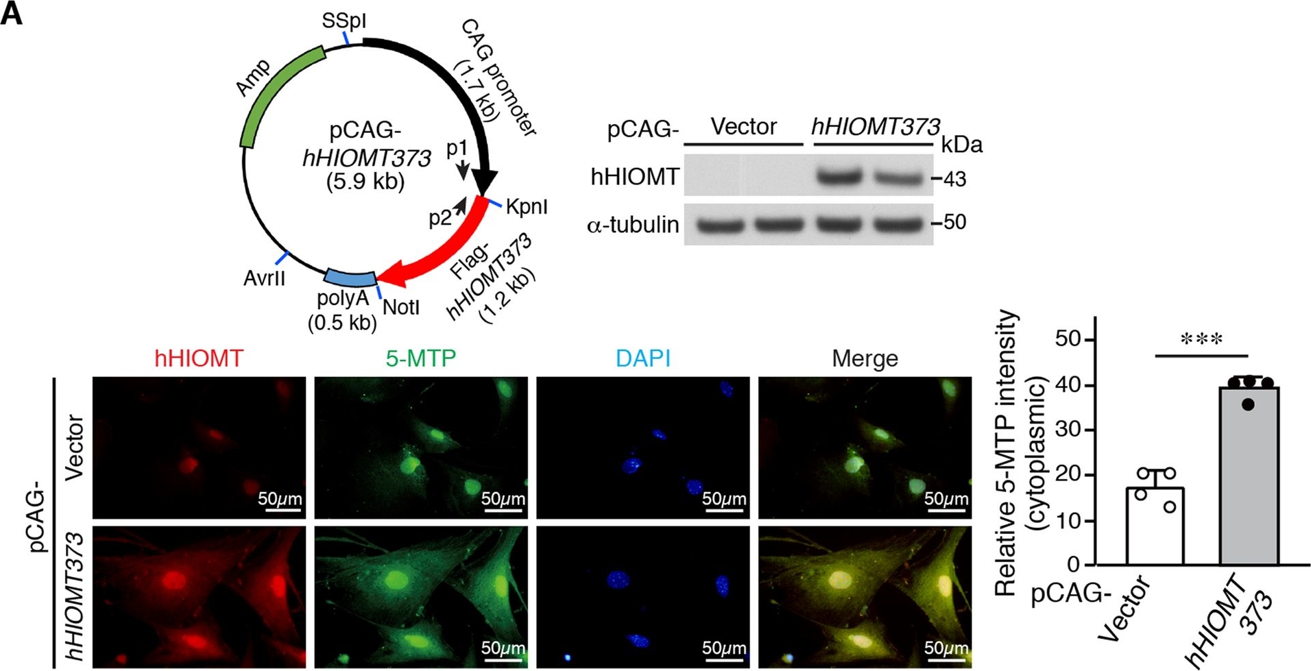 Fig.2.A showing Immunocytochemistry-immunofluorescence in a Homo sapiens (Human) sample from the publication: Smooth muscle-specific expression of hydroxyindole O-methyltransferase reduces arterial injury-induced intimal hyperplasia.