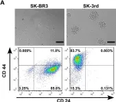 Fig.1.A showing Flow cytometry/Cell sorting from the publication: Conversion of stationary to invasive tumor initiating cells (TICs): role of hypoxia in membrane type 1-matrix metalloproteinase (MT1-MMP) trafficking.