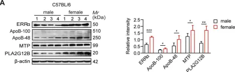 Fig.1.A showing Western Blotting from the publication: Dysfunction of estrogen-related receptor alpha-dependent hepatic VLDL secretion contributes to sex disparity in NAFLD/NASH development.
