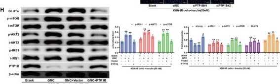 Fig.5.H showing Western Blotting in a Homo sapiens (Human) sample from the publication: Protein Tyrosine Phosphatase 1B-Mediated Granulosa Cell Insulin Resistance Links Metabolic Stress to Aging-Relevant Ovarian Dysfunction and Is Reversed by Gengnianchun.