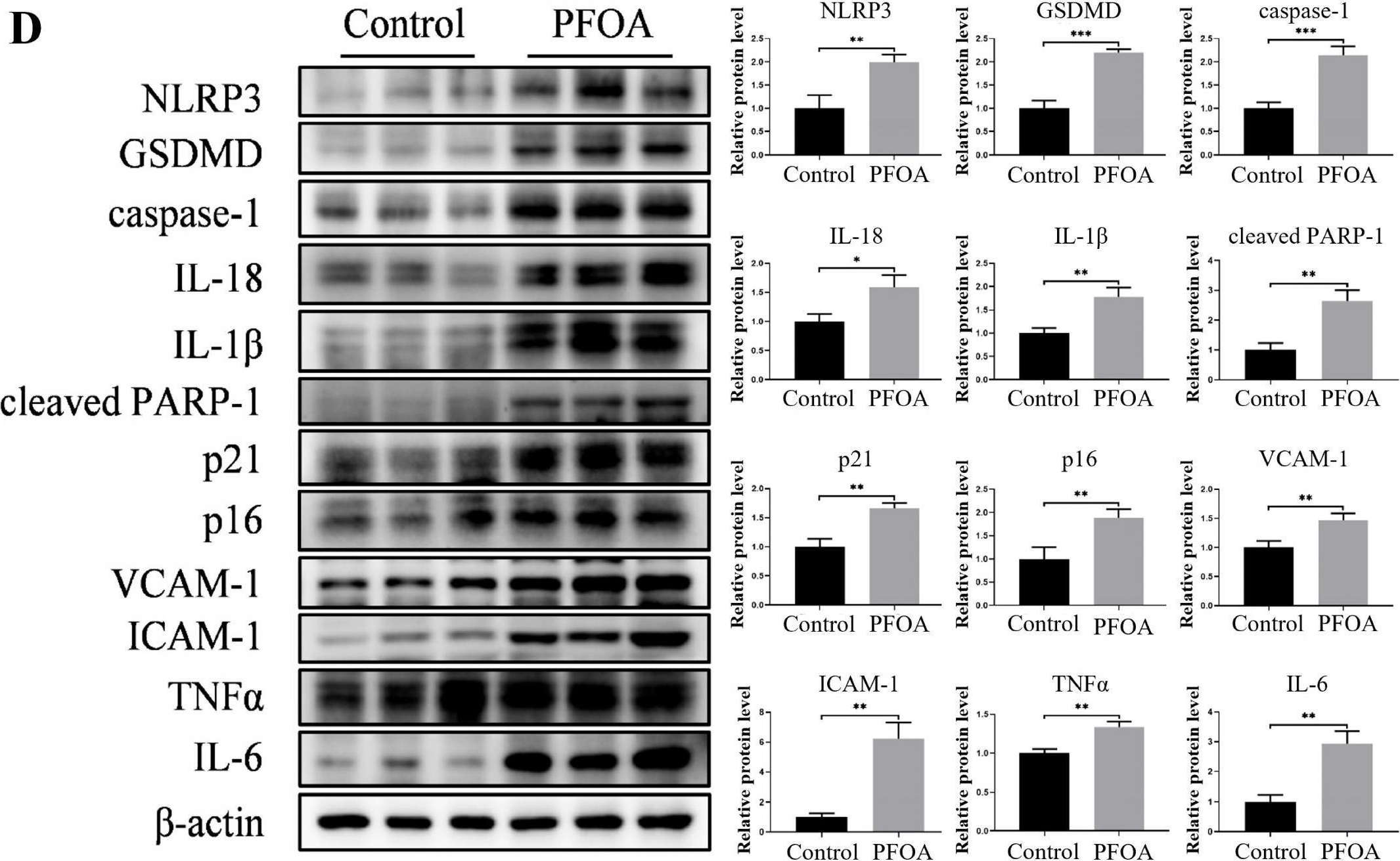 Fig.6.D showing Western Blotting from the publication: Gestational GenX Exposure Induces Maternal Hepatotoxicity by Disrupting the Lipid and Bile Acid Metabolism Distinguished from PFOA-Induced Pyroptosis.
