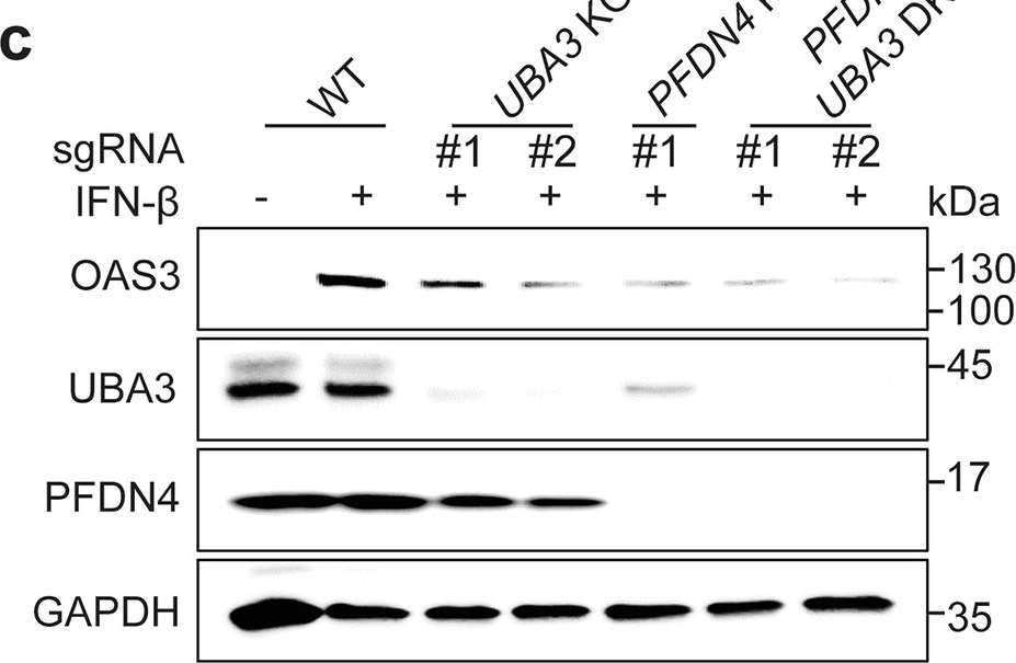 Fig.5.C showing Western Blotting in a Homo sapiens (Human) sample from the publication: Prefoldin complex promotes interferon-stimulated gene expression and is inhibited by rotavirus VP3.