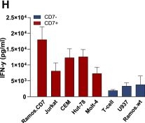 Fig.2.H showing Enzyme-linked immunosorbent assay from the publication: K12-ligand-based CAR T cell therapy for CD7-positive T cell malignancies.
