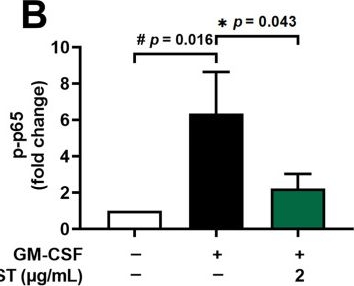 Fig.6.B from the publication: Stigmasterol Decreases Oncostatin M Production Through Suppressing PI3K/Akt/NF-κB Signaling Processes in Neutrophil-like Differentiated HL-60 Cells.
