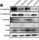 Fig.4.E showing Western Blotting from the publication: Early short-term hypoxia promotes epidermal cell migration by activating the CCL2-ERK1/2 pathway and epithelial-mesenchymal transition during wound healing.