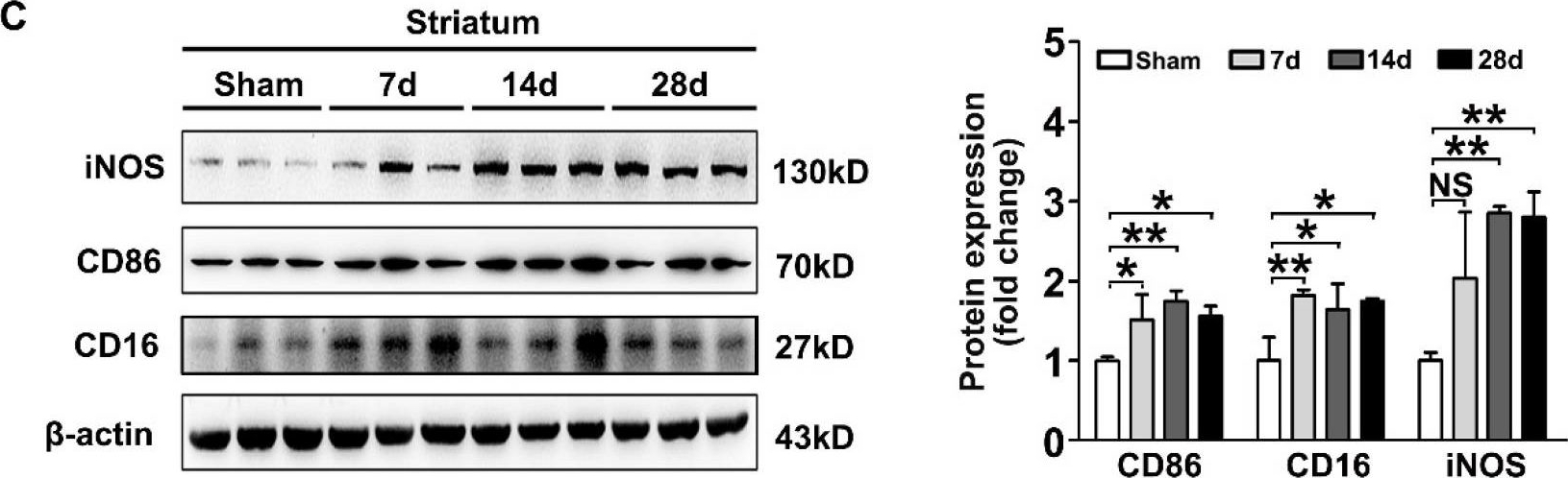 Fig.2.C showing Western Blotting in a Rattus norvegicus (Rat) sample from the publication: Microglia exacerbate white matter injury via complement C3/C3aR pathway after hypoperfusion.