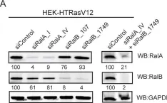 Fig.5.A showing Western Blotting from the publication: RalB directly triggers invasion downstream Ras by mobilizing the Wave complex.
