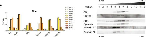 Fig.6.A showing Western Blotting from the publication: siRNA screening reveals that SNAP29 contributes to exosome release.