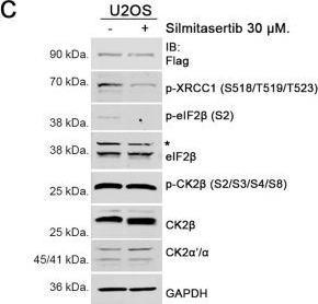 Fig.2.C showing Western Blotting in a Homo sapiens (Human) sample from the publication: Casein kinase 2 phosphorylates and induces the SALL2 tumor suppressor degradation in colon cancer cells.