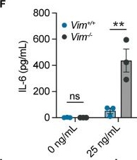 Fig.2.F from the publication: Vimentin regulates mitochondrial ROS production and inflammatory responses of neutrophils.