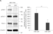 Fig.6.A showing Western Blotting from the publication: Integrin-Mediated Adhesion Promotes Centrosome Separation in Early Mitosis.