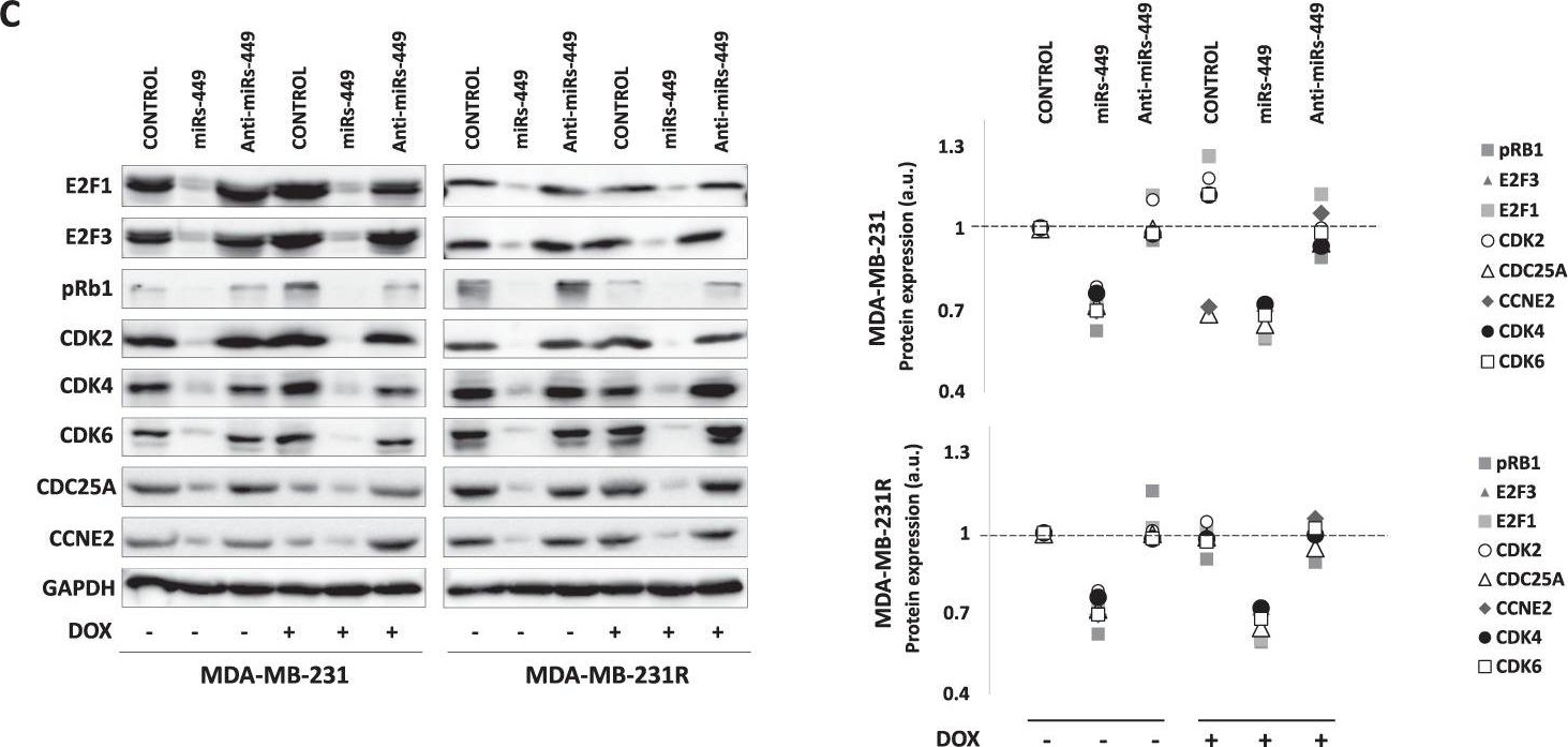 Fig.4.C showing Western Blotting in a Homo sapiens (Human) sample from the publication: The miRNA-449 family mediates doxorubicin resistance in triple-negative breast cancer by regulating cell cycle factors.