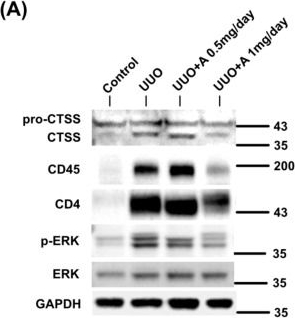Fig.6.A showing Western Blotting in a Mus musculus (House mouse) sample from the publication: Proteomic insights into aprotinin's immunomodulatory effects in attenuating renal fibrosis in a unilateral ureteral obstruction model.