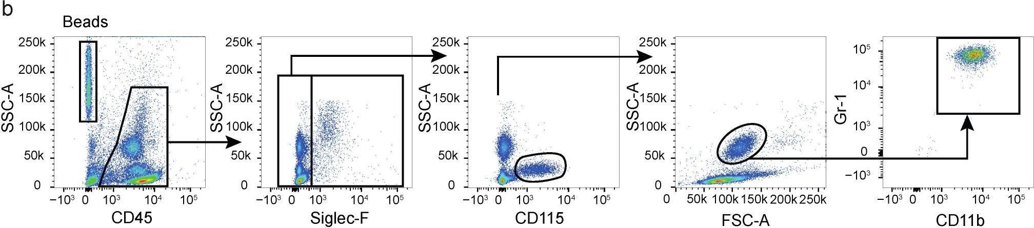 Fig.1.B showing Flow cytometry/Cell sorting in a Mus musculus (House mouse) sample from the publication: Effective, Long-Term, Neutrophil Depletion Using a Murinized Anti-Ly-6G 1A8 Antibody.