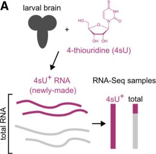 Fig.1.A from the publication: Dynamically regulated transcription factors are encoded by highly unstable mRNAs in the Drosophila larval brain.