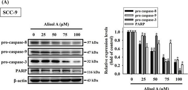 Fig.5.A showing Western Blotting from the publication: Alisol A Exerts Anti-Proliferative Activity against Human Oral Cancer Cells through Triggering JNK/p38 MAPK-Mediated Apoptotic Cascade.