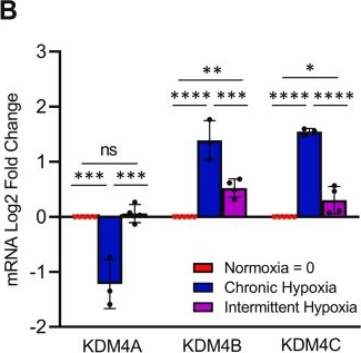 Fig.2.B from the publication: Intermittent hypoxia enhances the expression of hypoxia inducible factor HIF1A through histone demethylation.