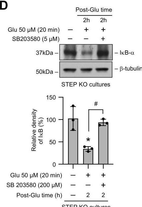 Fig.6.D showing Western Blotting from the publication: Tyrosine phosphatase STEP is a key regulator of glutamate-induced prostaglandin E2 release from neurons.