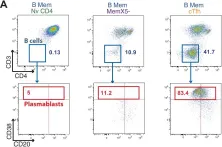 Fig.4.A showing Flow cytometry/Cell sorting in a Homo sapiens (Human) sample from the publication: A High Frequency of HIV-Specific Circulating Follicular Helper T Cells Is Associated with Preserved Memory B Cell Responses in HIV Controllers.