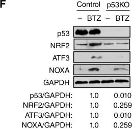 Fig.4.F showing Western Blotting in a Homo sapiens (Human) sample from the publication: Oncogenic Mutant p53 Sensitizes Non-Small Cell Lung Cancer Cells to Proteasome Inhibition via Oxidative Stress-Dependent Induction of Mitochondrial Apoptosis.