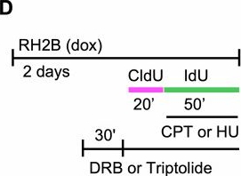 Fig.4.D from the publication: Human RNase H2 upregulation counteracts oncogene- and chemotherapy-induced replication stress.