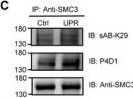 Fig.4.C showing Western Blotting in a Homo sapiens (Human) sample from the publication: K29-Linked Ubiquitination of Transcription Regulators Controls Cell Proliferation in the Unfolded Protein Response.