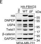 Fig.4.E showing Western Blotting from the publication: FBXO3 stabilizes USP4 and Twist1 to promote PI3K-mediated breast cancer metastasis.