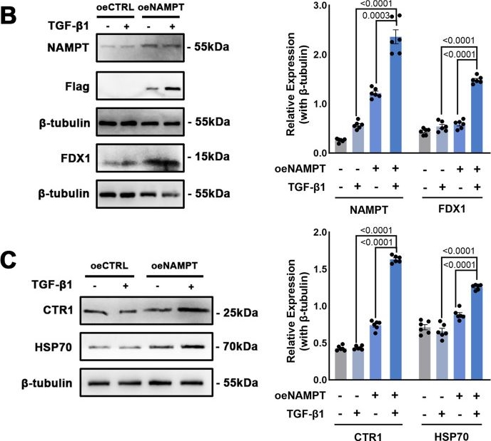 Fig.9.B showing Western Blotting in a Homo sapiens (Human) sample from the publication: NAMPT orchestrates fibroblast cuproptosis and immune crosstalk during IPF progression.