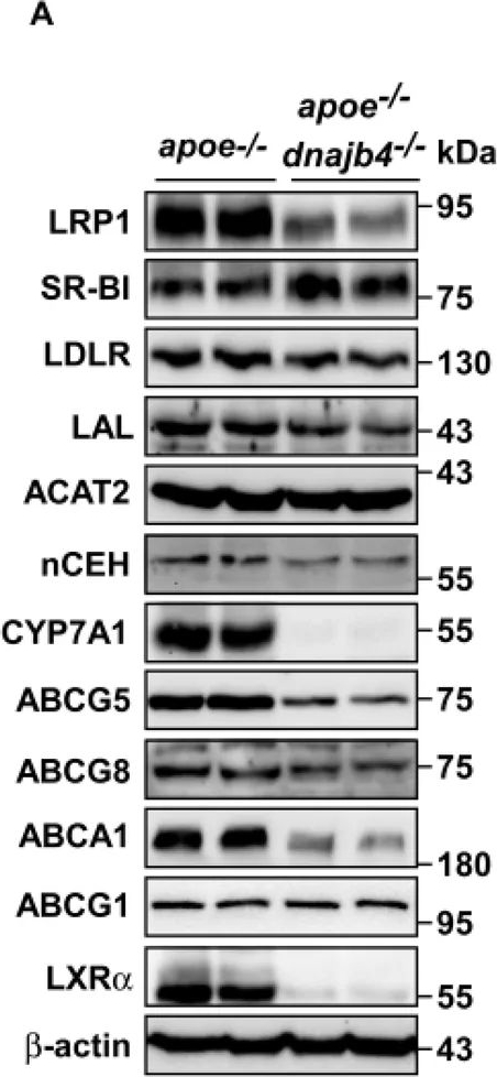 Fig.5.A showing Western Blotting in a Mus musculus (House mouse) sample from the publication: DNAJB4 Protects Against Atherosclerosis by Stabilizing the HSP70-LXRα Axis in Hepatic Lipid Metabolism.
