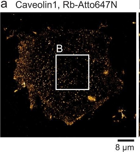 Fig.3.A showing Immunocytochemistry-immunofluorescence in a Mus musculus (House mouse) sample from the publication: The molecular organization of differentially curved caveolae indicates bendable structural units at the plasma membrane.