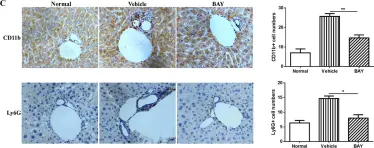 Fig.5.C showing Immunohistochemistry in a Mus musculus (House mouse) sample from the publication: Busulfan and cyclosphamide induce liver inflammation through NLRP3 activation in mice after hematopoietic stem cell transplantation.